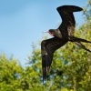 Fregatka vznesena - Fregata magnificens - Magnificent Frigatebird 8462
